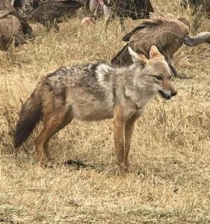 a coyote standing in a field of dry grass