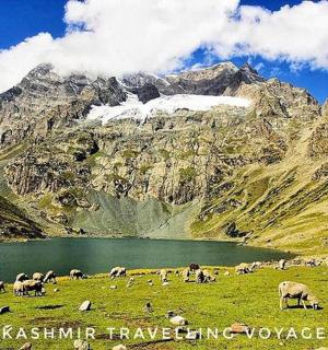 一群动物在湖边的田野里吃草