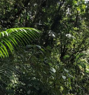 一片树木繁茂的绿色森林