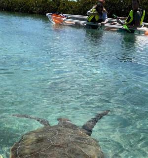 一只乌龟在船旁的水中游泳