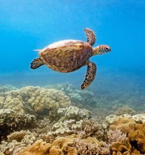 a sea turtle swimming over a coral reef