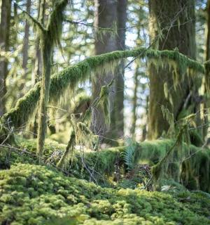 ein Wald voller grüner Pflanzen und Bäume