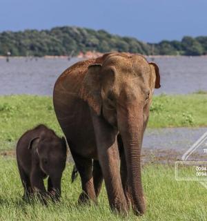 一头小象站在一头成年象旁边