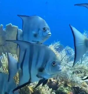 Skupina modrých ryb plave v oceánu