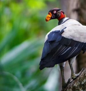 a bird perched on top of a tree branch