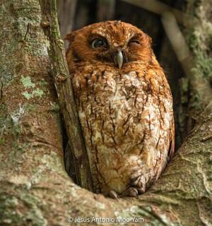 an owl sitting in the middle of a tree