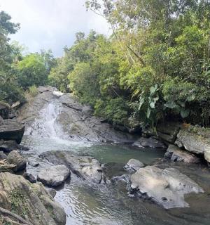a river in the middle of a forest