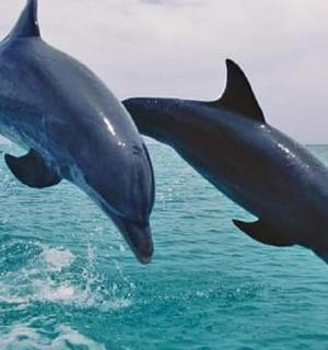 两只海豚跃出水面