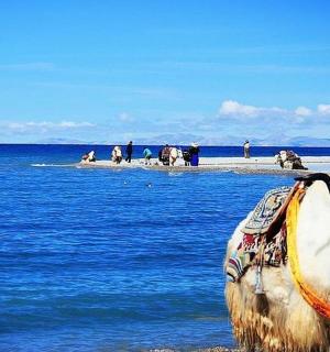 socha krávy stojící na pláži