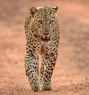 a leopard walking down a dirt road