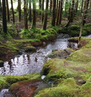 a stream in the middle of a forest