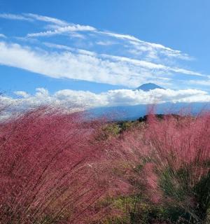 一片长满粉色植物和多云天空的田野