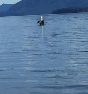 一只企鹅站在水体中央