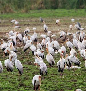 一大群鸟站在田野里