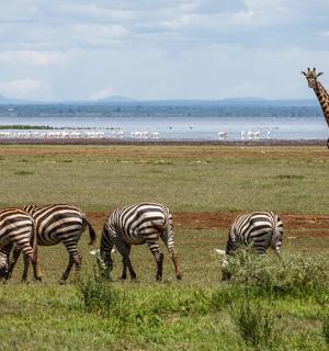 田野里的一群斑马和一只长颈鹿