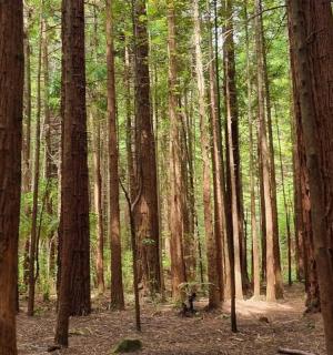 les plný vysokých stromů v lese