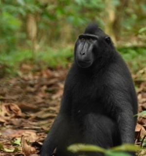 a gorilla sitting on the ground in the woods