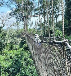 森林中的一座吊桥