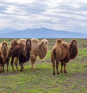 a group of animals standing in a field