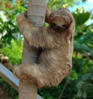 un peluix s'enfila a un arbre