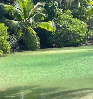a green pool of water with a palm tree