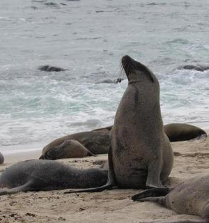 一群海豹坐在沙滩上
