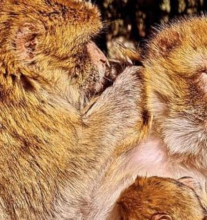 两只猴子并排站着