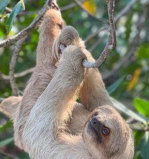 lenochod visící ze stromu s rukama ve vzduchu