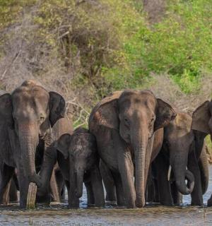 a herd of elephants standing in the water