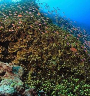 a coral reef with lots of fish on it