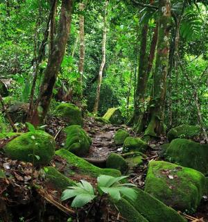 a forest with green moss covered rocks and trees