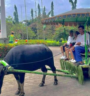 一群人乘坐一辆由牛拉的车