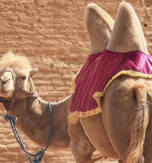 a camel is standing next to a brick wall