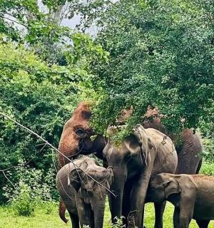一群大象站在田野里