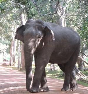 一头大象正沿着一条土路行走