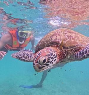 一名男子在水中与一只乌龟一起游泳