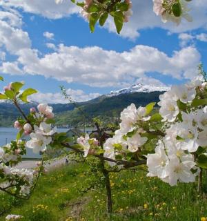 一片湖边田野上一棵开着白花的树
