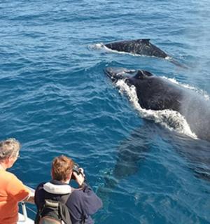 一群人正在拍摄水中的鲸鱼