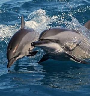 两只海豚在水中嬉戏