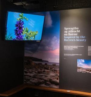 a display case in a museum with a plant on it