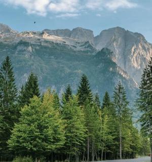 một nhóm cây trước một ngọn núi