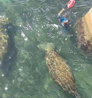 dvě želvy ve vodě vedle osoby ve vodě