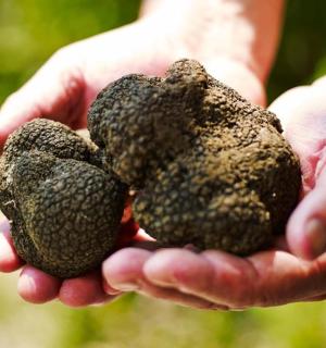 osoba držící v rukou hrst ořechů