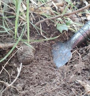 nůž ležící na zemi vedle rostliny