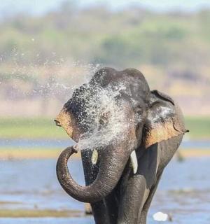一头大象用鼻子在水里喷水