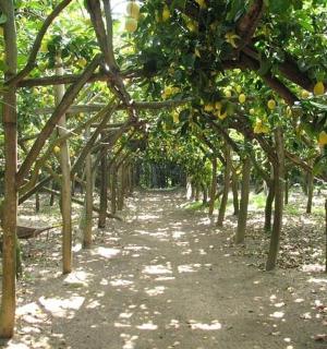 a row of fruit trees in a plantation