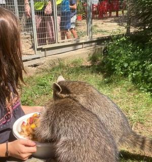 a woman feeding a large animal in a bowl of food