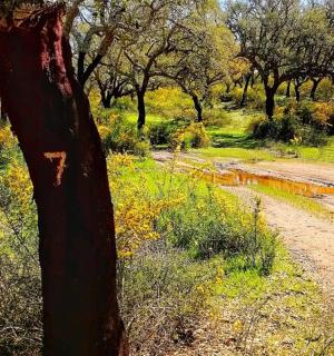 土路旁边的一棵树，上面写着数字 7