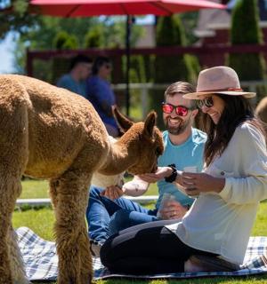 ein Mann und eine Frau füttern ein Lammbaby