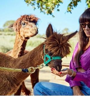 一名女子正在抚摸一只拴着皮带的骆驼